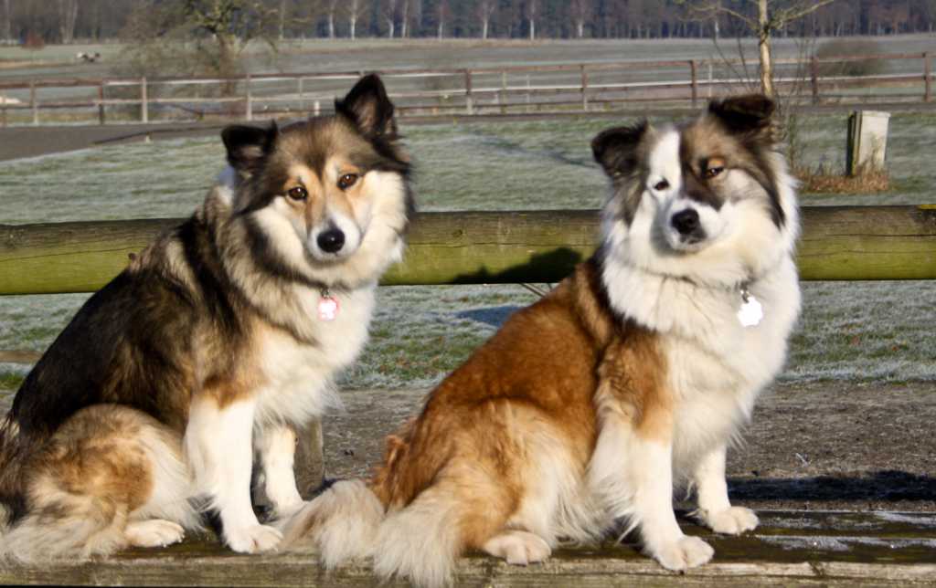 Esja & Disa