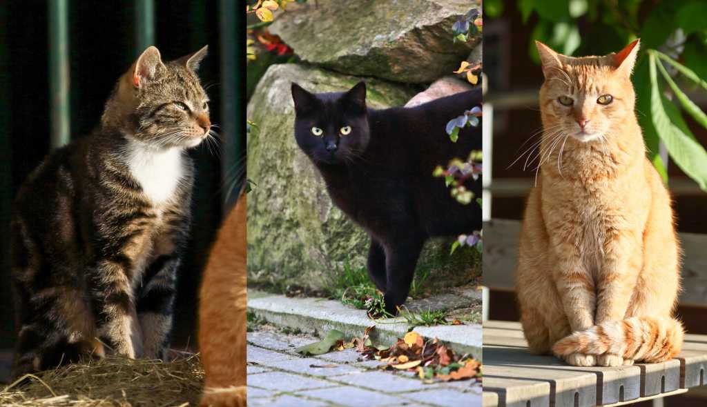 Pandra, Nala, Luna, Lost, Lönne, Mephisto & Paul