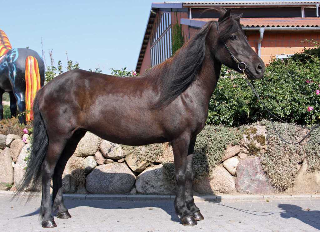 Verkaufspferd Rùna vom Kronshof