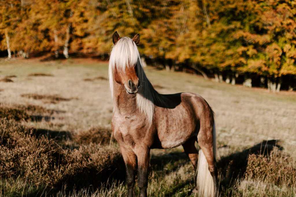 Willkommen Sörli! đÂ