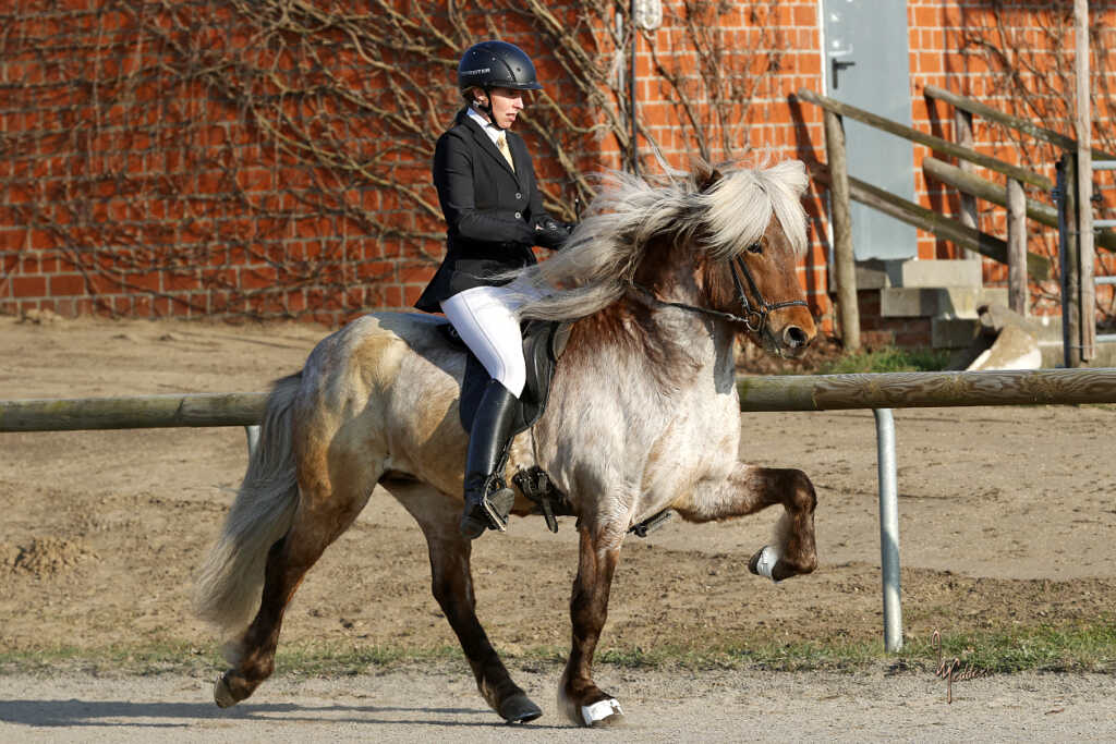 Sportliche Premiere für Vísir